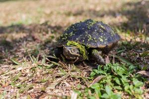 The small black turtle is walking in the grass field. The green grass stick on its body. photo