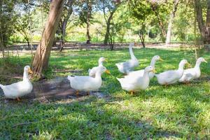 Yi-Liang Ducks are white color and yellow beak which walking in the green garden.
