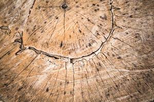 Wooden textured background. Cross-sectional view of a log cut end wooden textured. photo