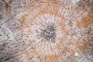 Wood texture background.Surface of wood with nature color and pattern. Cross-sectional view of a log cut end wooden textured. photo