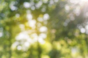 Defocused Green leaves in forest with sun beam ,abstract bokeh background. photo