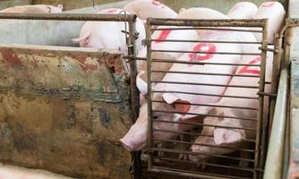 piglet at a farm photo