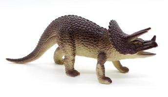 Triceratops dinosaurs toy on white background photo