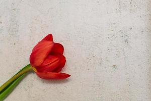 Red tulip flower lay over concrete layout, copy space concept.