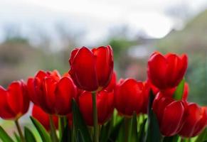 Bunch of red tulip flowers blooming photo