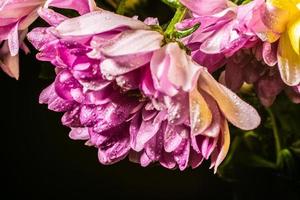 Pink flower, droplets close up dramatic feeling photo