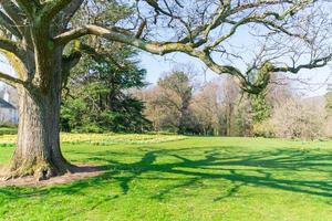 gran árbol en medio del parque, paisaje verde y natural. foto