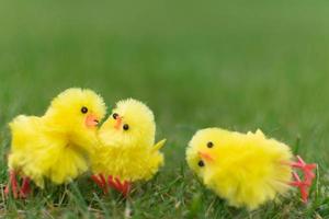 tres lindos pollitos jugando en el campo verde el día de pascua foto