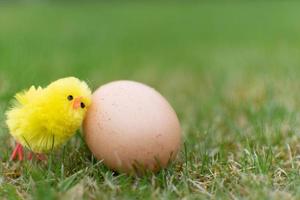 Cute chicken with egg on field easter day photo