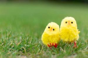 Cute two chicks on green field easter day
