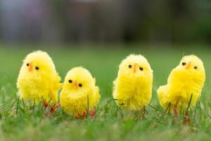 Chicks line up on the field easter day celebration photo