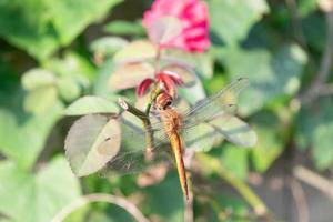 Brown dragonfly stick to branch photo