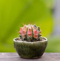 Lophophora williamsii, Cactus or succulents tree in flowerpot on wood striped background photo
