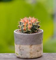 lophophora williamsii, cactus o árbol suculento en maceta sobre fondo rayado de madera foto