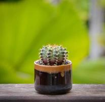 lophophora williamsii, cactus o árbol suculento en maceta sobre fondo rayado de madera foto