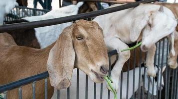 Goat in the paddock photo