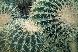 Closeup of a Kroenleinia grusonii cactus plant photo