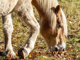 close up of a brown horse photo