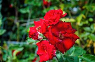 rose in the garden in the sun photo