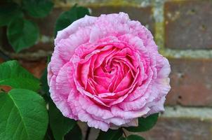 rose in the garden in the sun photo