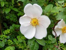 rose in the garden in the sun photo