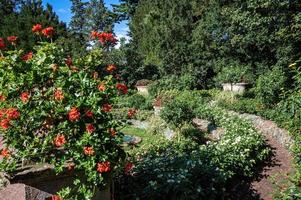 rose in the garden in the sun photo