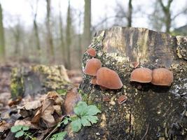 mushrooms at tree photo