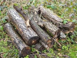 stack  of logs in the rain photo