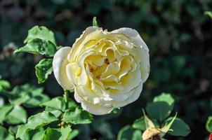 rose in the garden in the sun photo