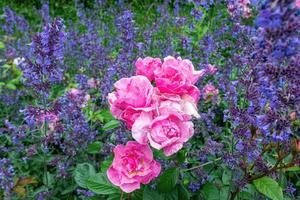 rose in the garden in the sun photo