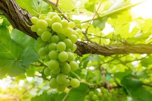 uvas en viña en un día soleado foto