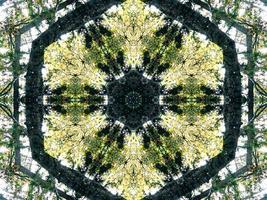 Dark green abstract rectangular background. Dense forest kaleidoscope pattern. Free background. photo
