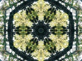 Dark green abstract rectangular background. Dense forest kaleidoscope pattern. Free background. photo