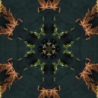 Dark green abstract rectangular background. Spruce kaleidoscope pattern. Free background. photo