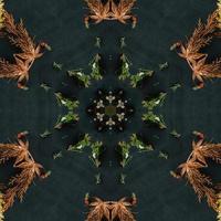 Dark green abstract rectangular background. Spruce kaleidoscope pattern. Free background. photo