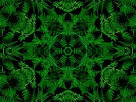 Reflection of leaves abstract background. Green kaleidoscope pattern. Free Photo. photo