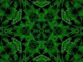 Reflection of leaves abstract background. Green kaleidoscope pattern. Free Photo. photo