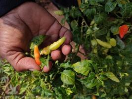 A FARMER'S HANDS HOLDS TWO CHILLIES THAT STILL STEP THROUGH THE TREE. CHILLI IS A VEGETABLE USED FOR FLAVOR IN FOOD . IN INDONESIA'S AGRICULTURE photo