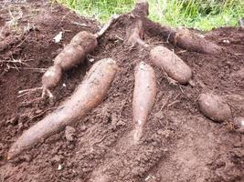 farmer harvests one cassava plant in the rice field during the day, cassava is a tuber root that grows luxuriantly in Indonesia photo