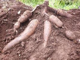 el agricultor cosecha una planta de yuca en el campo de arroz durante el día, la yuca es una raíz de tubérculo que crece exuberantemente en indonesia foto