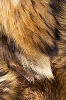 Closeup of fox fur