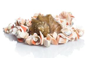 Seashell and necklace photo