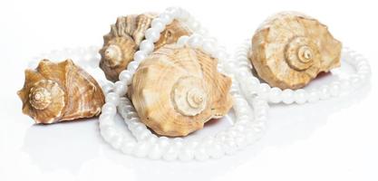 Seashell and pearl necklace photo