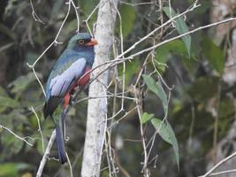 Slaty Tailed Trogon photo