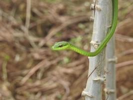 serpiente loro oriental foto