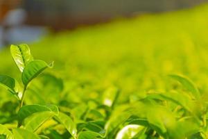 licencia de té a la luz del sol de la mañana, enfoque selectivo foto