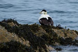 Eider común somateria mollissima punto orlock Irlanda del Norte reino unido foto