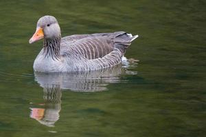 Greylag Goose Anser anser Victoria Park Belfast Northern Ireland UK photo