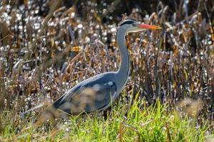 Grey Heron Ardea cinerea Lagan River Belfast Northern Ireland UK photo