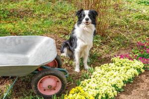 retrato al aire libre de lindo perro border collie con carro de jardín de carretilla en el fondo del jardín. perro cachorro divertido como jardinero listo para plantar plántulas. concepto de jardinería y agricultura. foto